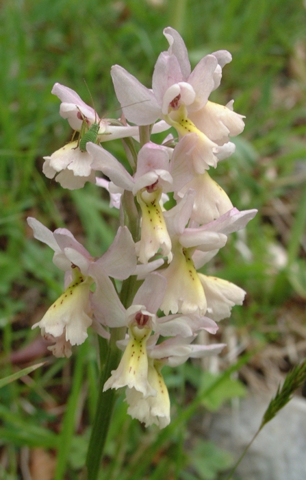 Orchis x colemanii (ibrido: Or. mascula x Or. pauciflora)